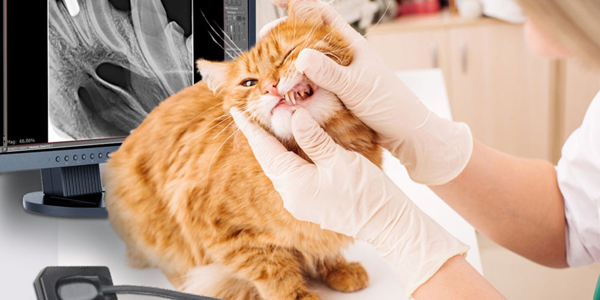 Veterinary dental x-ray equipment